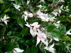 Variegated Southern Jasmine -The Tree Center Variegated Confederate Jasmine 4 600x450 1