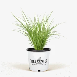 Variegated Japanese Silver Grass -The Tree Center Variegated Japanese Silver Grass 3G 01 600x600 1