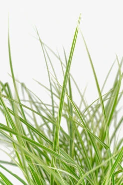 Variegated Japanese Silver Grass -The Tree Center Variegated Japanese Silver Grass 3G 04 copy 600x900 1