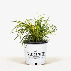 Variegated Liriope -The Tree Center Variegated Liriope 1G 01.1 600x600 1