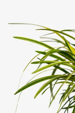 Variegated Liriope -The Tree Center Variegated Liriope 1G 05 600x900 1