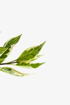 Variegated Red Twig Dogwood