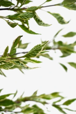 Variegated Red Twig Dogwood -The Tree Center Variegated Red Twig Dogwood 3G 04 copy 600x900 1