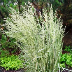 Variegated Reed Grass -The Tree Center Variegated Reed Grass 2 copy jpg