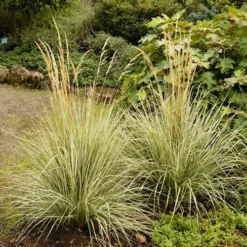 Variegated Reed Grass -The Tree Center Variegated Reed Grass 3 copy jpg