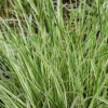 Variegated Reed Grass