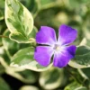 Variegated Vinca Major