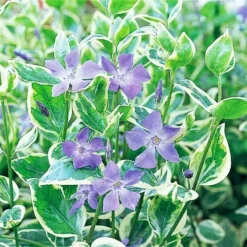 Variegated Vinca Major -The Tree Center Variegated Vinca Major 4 copy jpg webp