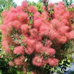 The Velvet Fog® Smoke Tree -The Tree Center Velvet Fog 2 copy jpg