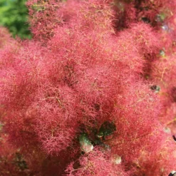 The Velvet Fog® Smoke Tree -The Tree Center Velvet Fog 3 copy jpg