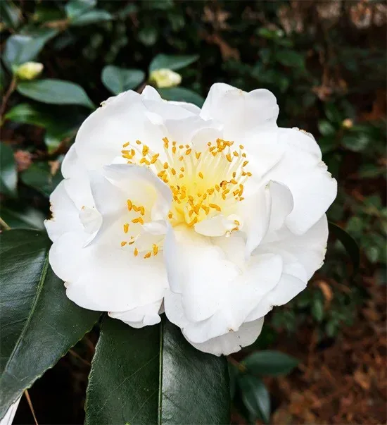 Victory White Camellia 2 Victory White Camellia - Image 2