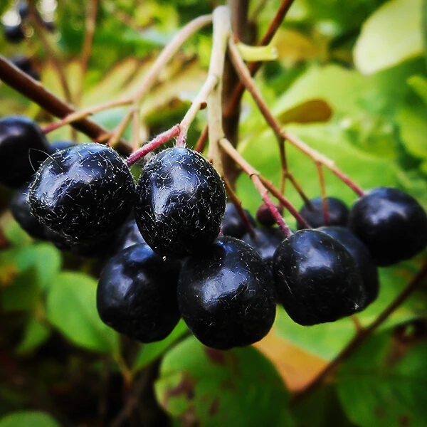 Viking Chokeberry 4 Viking Chokeberry - Image 4