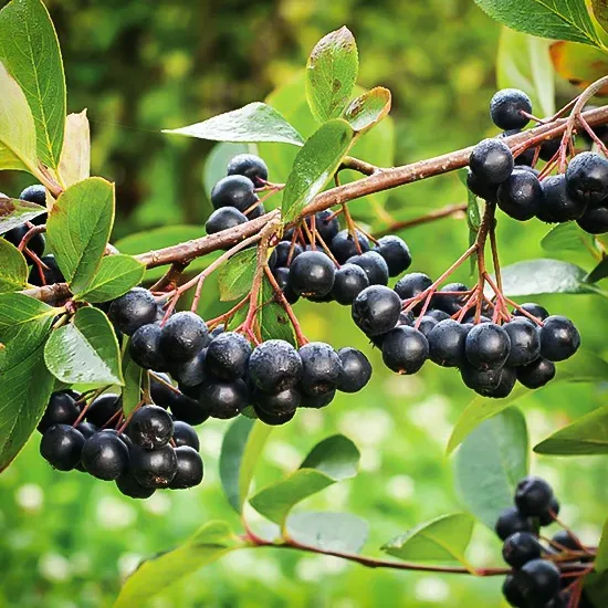 Viking Chokeberry 1 Viking Chokeberry