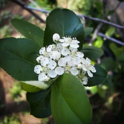 Viking Chokeberry 6 Viking Chokeberry -The Tree Center Viking Chokeberry 3 copy 600x600 1