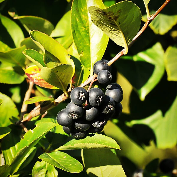 Viking Chokeberry 2 Viking Chokeberry - Image 2