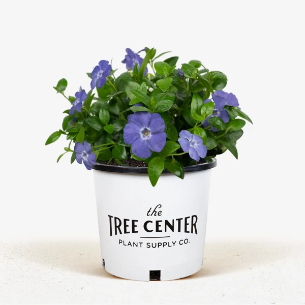 Vinca Minor Bowles Periwinkle 2 Vinca Minor Bowles Periwinkle - Image 2