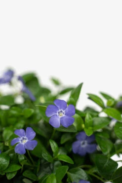Vinca Minor Bowles Periwinkle 8 Vinca Minor Bowles Periwinkle -The Tree Center Vinca Minor Bowles Periwinkle 1G 02 copy 1 600x900 1