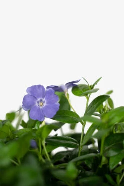 Vinca Minor Bowles Periwinkle