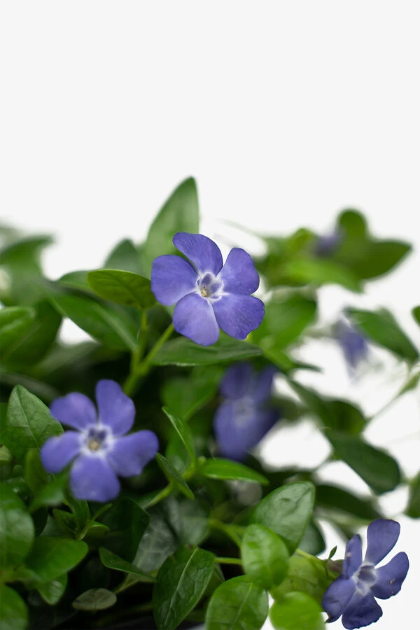 Vinca Minor Bowles Periwinkle 3 Vinca Minor Bowles Periwinkle - Image 3