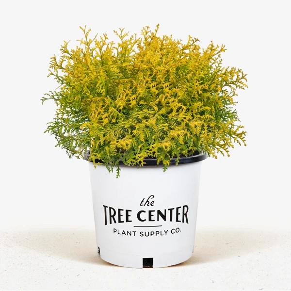 Vintage Gold Cypress 4 Vintage Gold Cypress - Image 4