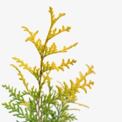 Vintage Gold Cypress 7 Vintage Gold Cypress -The Tree Center Vintage Gold Cypress 3G 03 copy 2 600x600 1