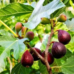 Violette De Bordeaux Fig