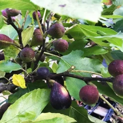 Violette De Bordeaux Fig -The Tree Center Violette de Bordeaux Fig 4 copy jpg webp