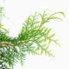 Virginian™ Arborvitae