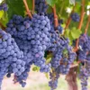 Concord Seedless Grape