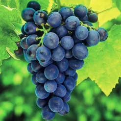 Concord Seedless Grape -The Tree Center Vitis Concord Seedless 3 copy jpg webp