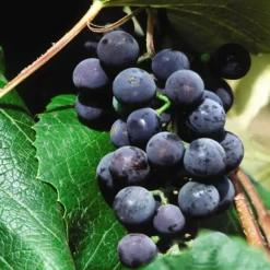 Concord Seedless Grape -The Tree Center Vitis Concord Seedless 4 copy 600x600 1