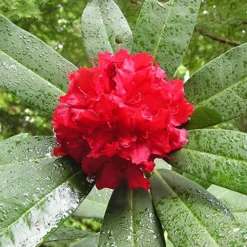 Vivacious Rhododendron -The Tree Center Vivacious Rhododendron 2 copy jpg