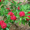 Vivacious Rhododendron