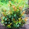 Volcano Cherry Laurel