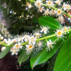 Volcano Cherry Laurel -The Tree Center Volcano Cherry Laurel 2 copy 600x600 1