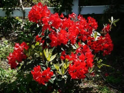 Vulcan Rhododendron -The Tree Center Vulcan Rhododendron 1 copy 600x450 1
