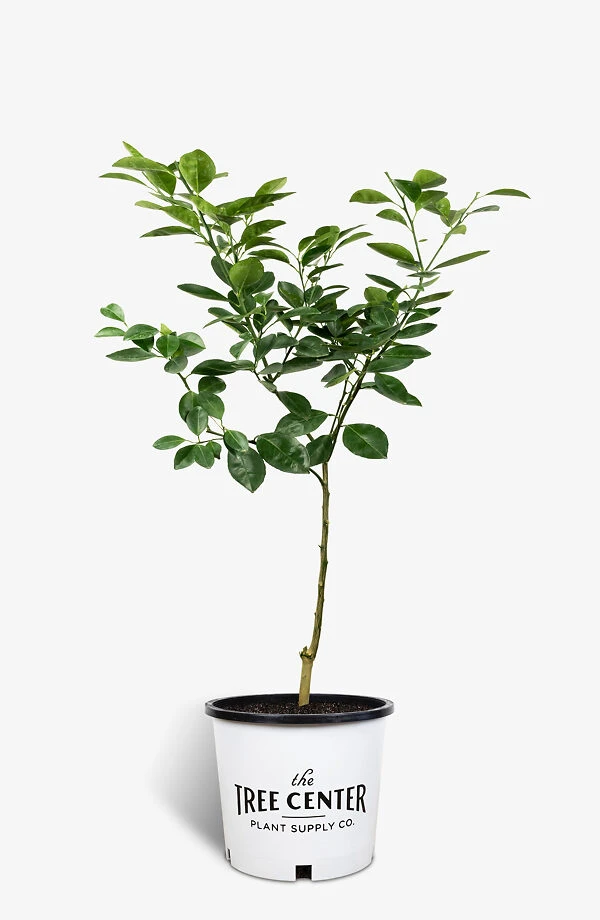 Washington Navel Orange Tree 4 Washington Navel Orange Tree - Image 4