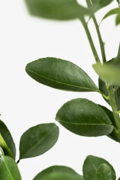 Washington Navel Orange Tree 7 Washington Navel Orange Tree -The Tree Center Washington Navel Orange 02 1 600x900 1