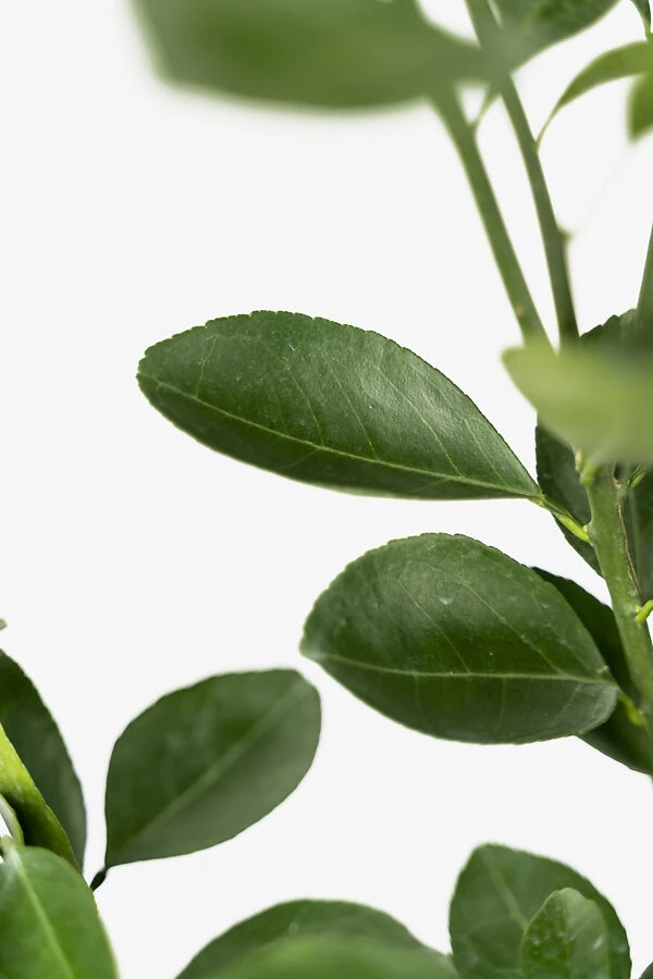 Washington Navel Orange Tree 3 Washington Navel Orange Tree - Image 3