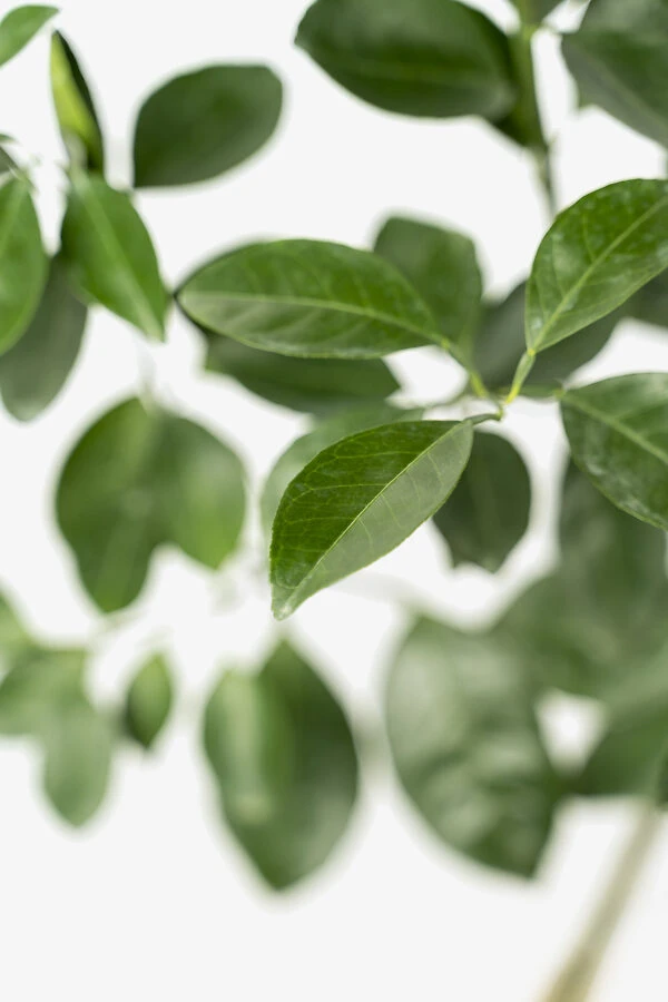 Washington Navel Orange Tree 2 Washington Navel Orange Tree - Image 2