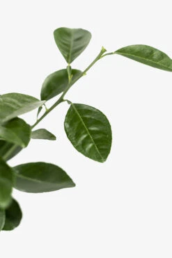 Washington Navel Orange Tree