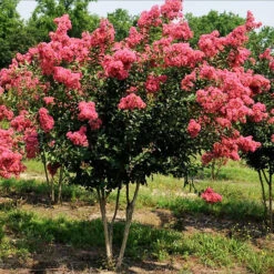 Watermelon Red Crape Myrtle -The Tree Center Watermelon Red Crape Myrtle 2 copy 600x600 1