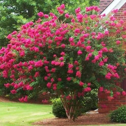 Watermelon Red Crape Myrtle -The Tree Center Watermelon Red Crape Myrtle 3 1 copy 600x600 1