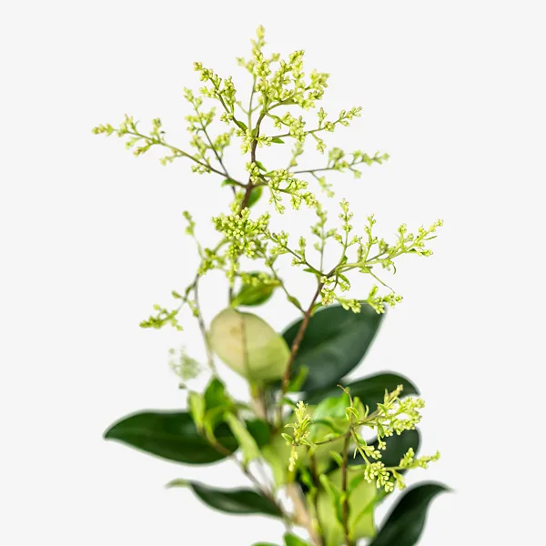 Waxleaf Privet 4 Waxleaf Privet - Image 4