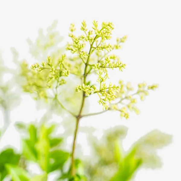 Waxleaf Privet 2 Waxleaf Privet - Image 2