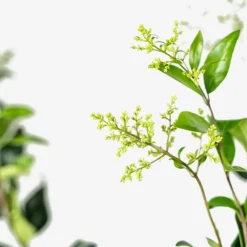 Waxleaf Privet 7 Waxleaf Privet -The Tree Center Waxleaf Ligustrum 7G 04 copy 600x600 1