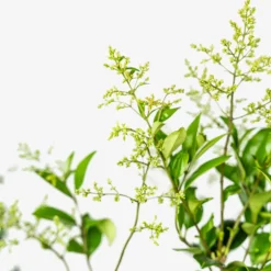 Waxleaf Privet 9 Waxleaf Privet -The Tree Center Waxleaf Ligustrum 7G 05 copy 600x600 1