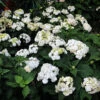 Wedding Gown Hydrangea