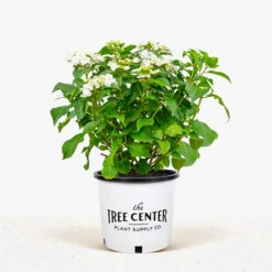 Wedding Gown Hydrangea -The Tree Center Wedding Grown Hydrangea 3G 01 1 600x600 1