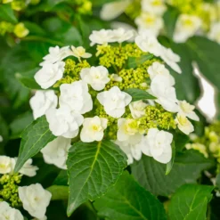 Wedding Gown Hydrangea -The Tree Center Wedding Grown Hydrangea 3G 04 copy 2 600x600 1